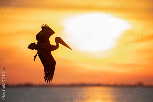 Pelican silhouetted against a brilliant orange sunset sky over the water © nsc_photography