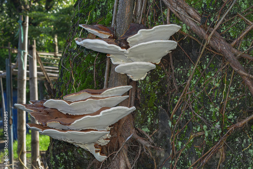 Large flat mushrooms (ganoderma lucidum) grow in the gaps of living trees