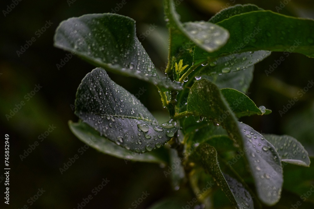 Hojas de planta de limón con gotas de lluvia. Hojas de planta de limón con gotas de lluvia.