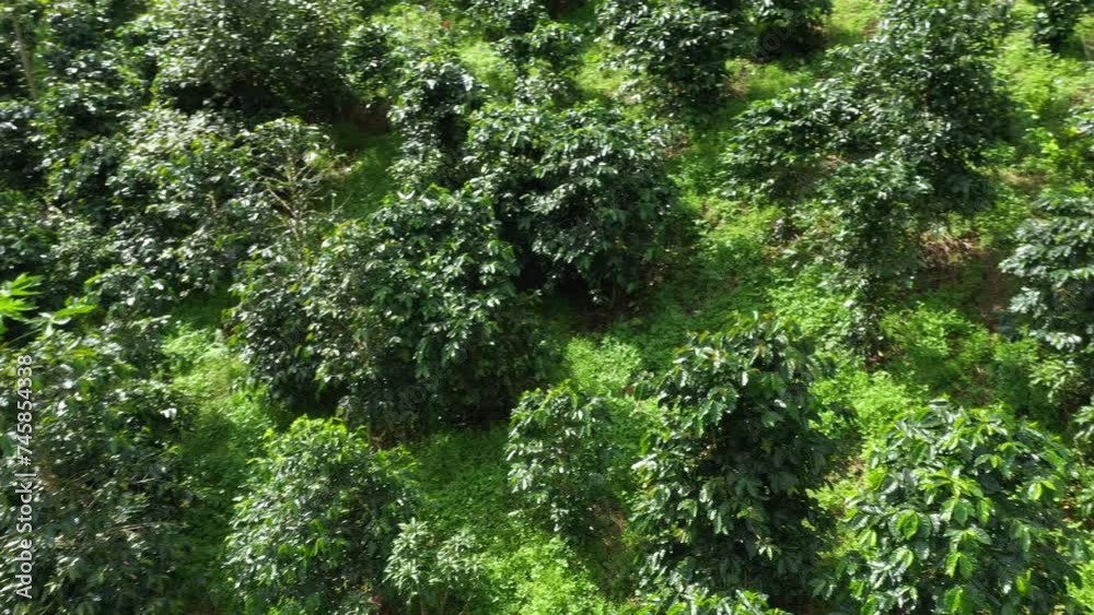 Aerial coffee plantation top view of Coffee tree on sunny day in farm agriculture area chiang mai pha daeng Thailand, แoffee garden. agricultural concept, 4k Video Aerial coffee plantation top view of Coffee tree on sunny day in farm agriculture area chiang mai pha daeng Thailand, แoffee garden. agricultural concept, 4k Video