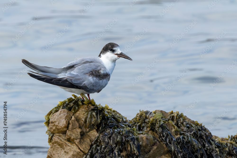 Common Tern (Gewone Sterretjie) (Sterna hirundo) at Stony Point Nature Reserve in Betty’s Bay, Western Cape, South Africa Common Tern (Gewone Sterretjie) (Sterna hirundo) at Stony Point Nature Reserve in Betty’s Bay, Western Cape, South Africa