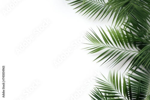 Tropical palm leaves on a white background. Summer concept. Flat lay  top view  copy space. mockup