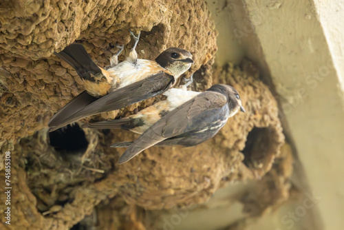 South African Cliff Swallow (Familieswael) (Petrochelidon spilodera) hanging on a bridge onver the N1 between Bloemfontein and Kroonstad, Free State, South Africa
