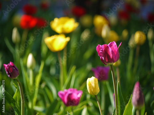 Colorful tulips bloom on a sunny spring day