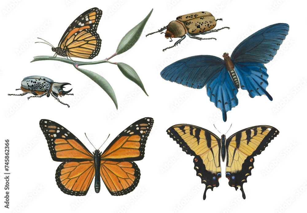 Naklejka premium Old naturalist illustrations of butterflies and insects.