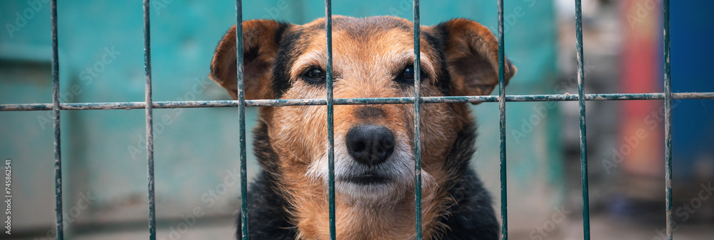 Dog in animal shelter waiting for adoption. Canine behind bars. Dogs gaze through a metal fence
