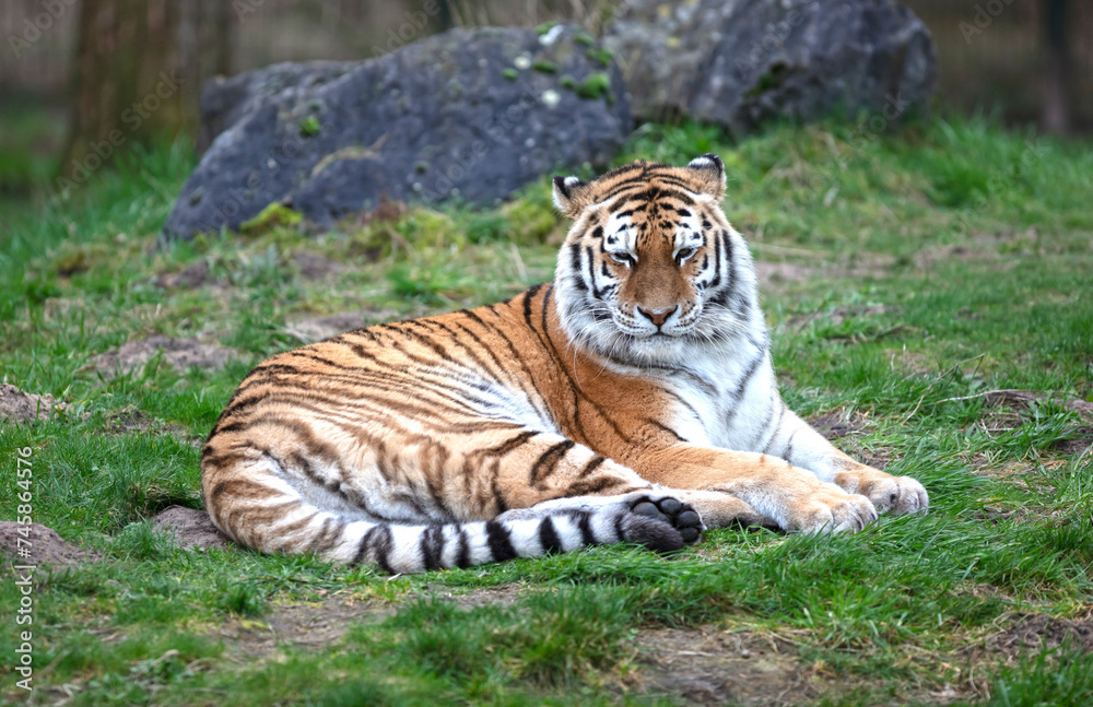 Fototapeta premium Amour tiger on the green grass