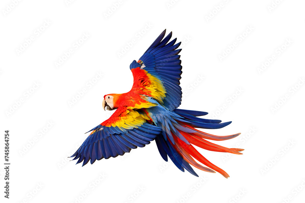 Colorful flying Scarlet Macaw parrot isolated on transparent background png file