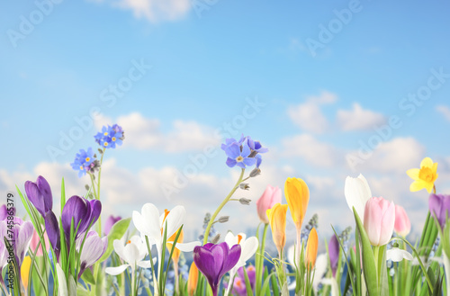 Spring season. Beautiful flowers blooming under blue sky