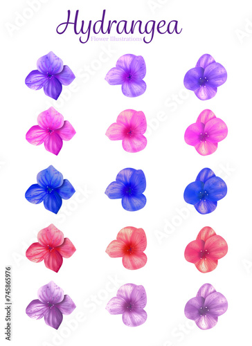 Hydrangea PNG Flower Pieces Color Variety 