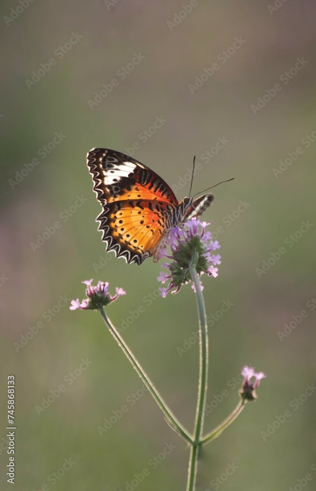 Fototapeta premium Small butterfly beautiful with flower close up blur background