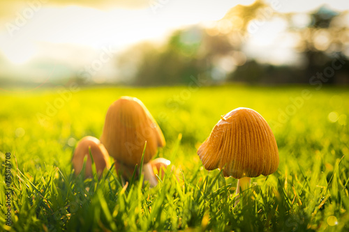 Shallow focus of wild Ink Cap Mushrooms seen growing in damp grass at a European nature reserve. photo