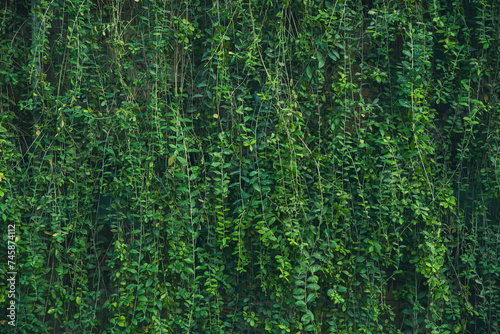 green leaves background © Gabriel