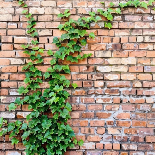 Green ivy climbing an old brick wall growth and history intertwined