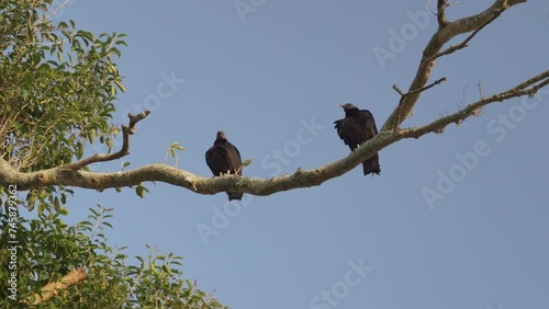 Black Vulture, coragyps atratus, perched on a Branch along the coastline of Brazil. photo