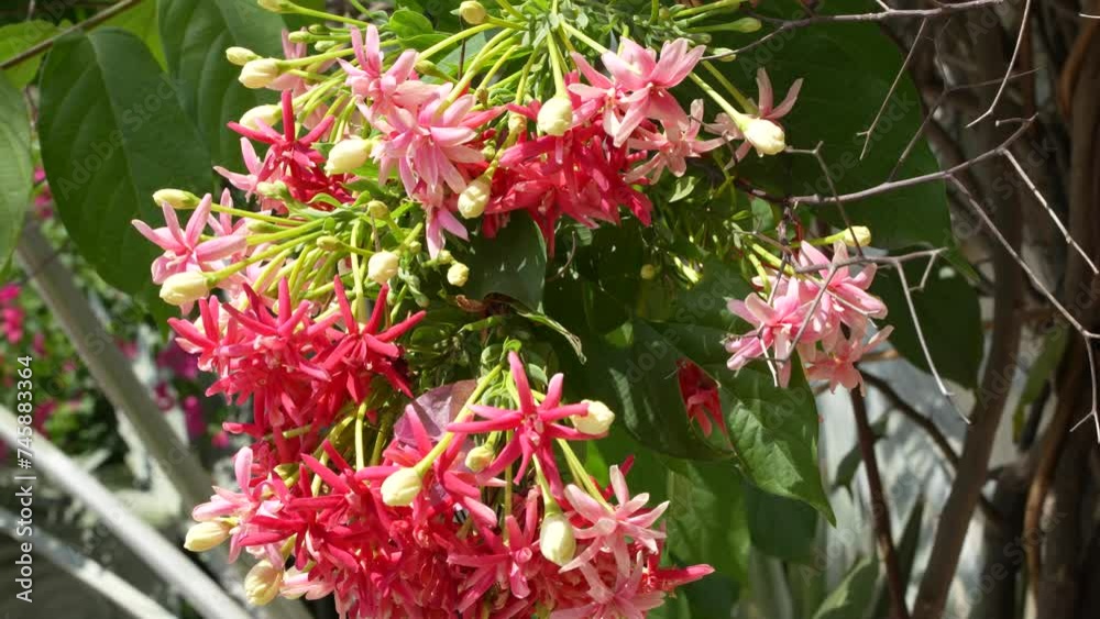 A lush cluster of Rangoon Creeper flowers, exhibiting a gradient from white buds to deep pink blossoms, set against a backdrop of green foliage. A lush cluster of Rangoon Creeper flowers, exhibiting a gradient from white buds to deep pink blossoms, set against a backdrop of green foliage.
