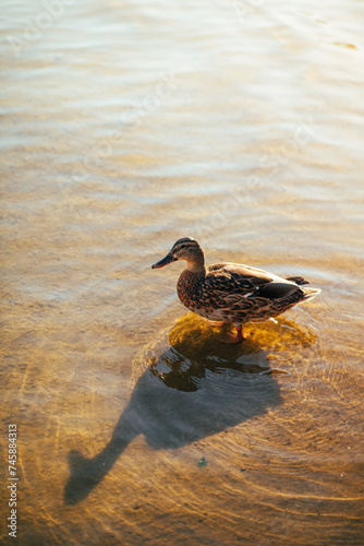 duck on the water