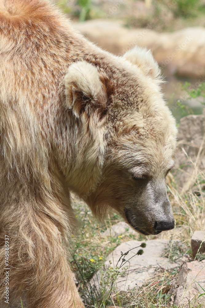 Ursus arctos, close-up of a bear's head