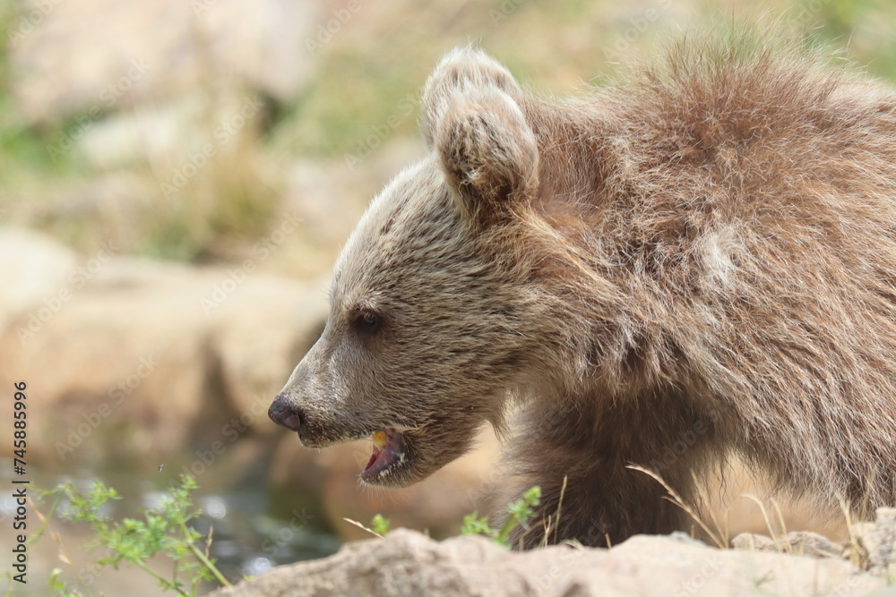 Fototapeta premium Ursus arctos, bear cub, close-up of a bear's head