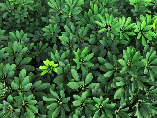 Green leaves background Nature background