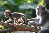 A mother monkey playfully interacts with her baby on a tree branch, their movements full of affection and joy as they enjoy their time together in the treetops.