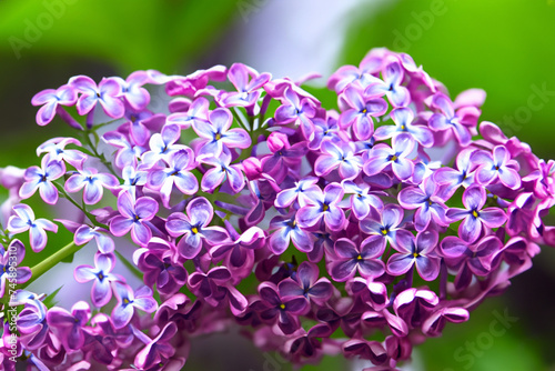 purple lilac. branch of a beautiful lilac plant close-up on a background of smeared green leaves, nature concept
