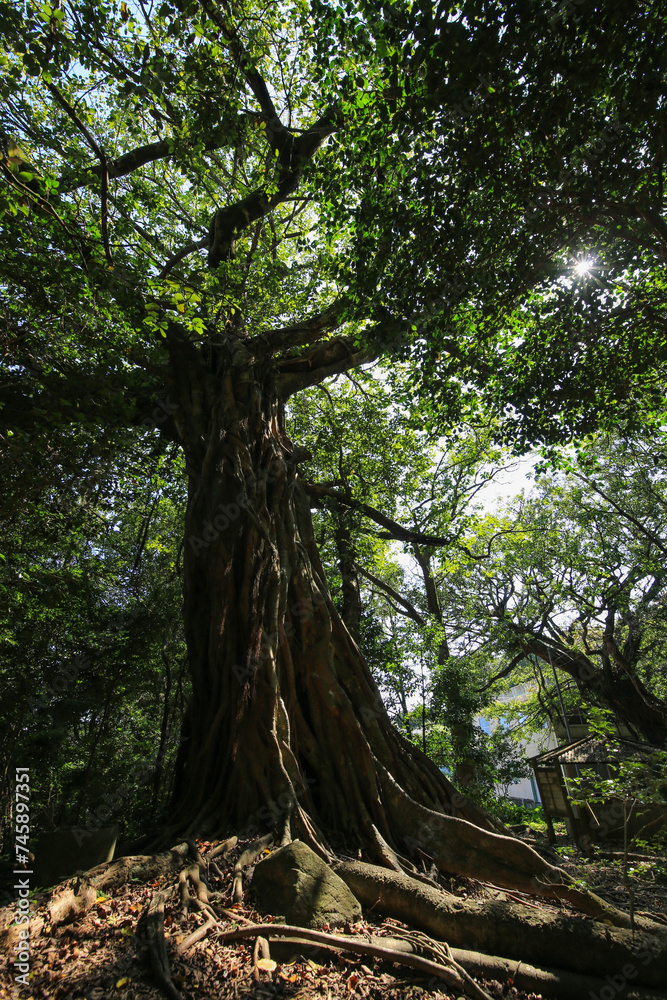 Fototapeta premium 高知県土佐清水市 松尾のアコウ
