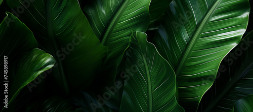 Lush green tropical leaves with prominent veins and shadows. Natural themed background.