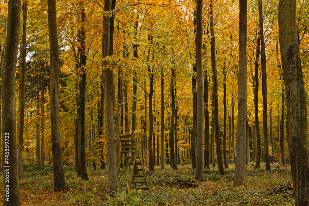 Hunting tower in autumn beech forest Hunting tower in autumn beech forest