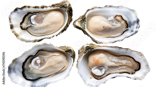Oysters, Perfect for Healthy Meals | Top View Shellfish Cuisine with Transparent Background for Culinary Art