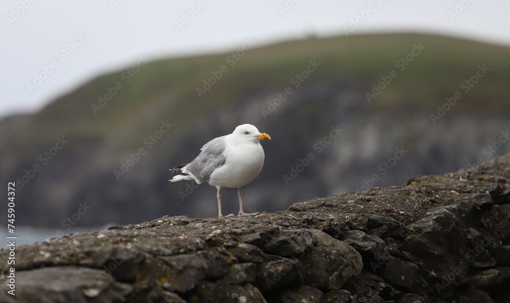 A standing seagull on a rock on a cloudy day in the Dingle Peninsula, County Kerry, Ireland.
A standing seagull on a rock on a cloudy day in the Dingle Peninsula, County Kerry, Ireland.