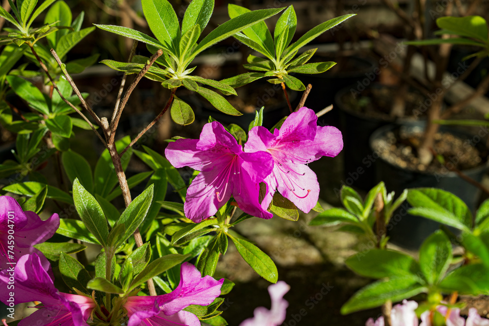 Beautiful light on pink azalea flower in a garden Beautiful light on pink azalea flower in a garden