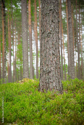 a selected focus on pine tree trunk in a beautiful green forest.