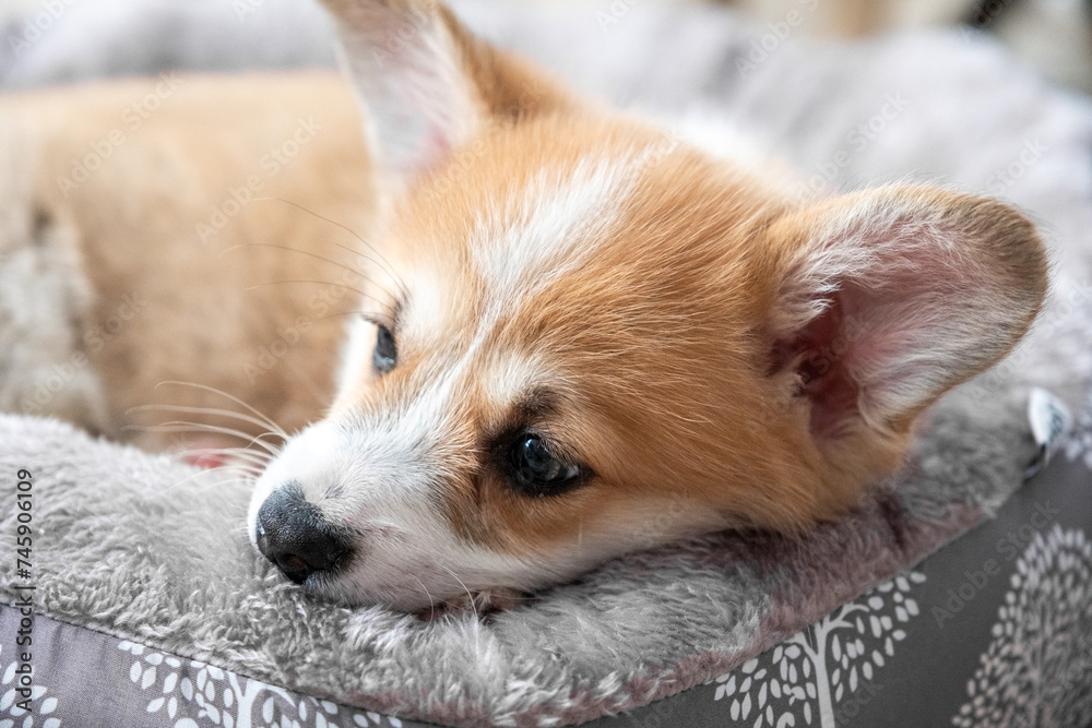 adorable little puppy corgi adorable little puppy corgi