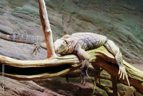 Resting monitor lizard photo