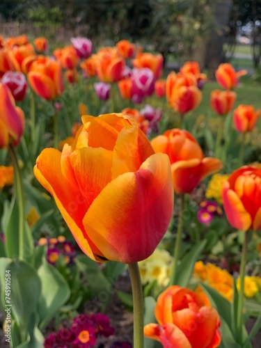 tulips