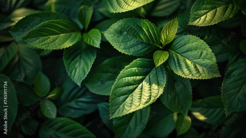 Light and Shadow Play: The Fresh Vitality of Green Leaves in Summer's Embrace