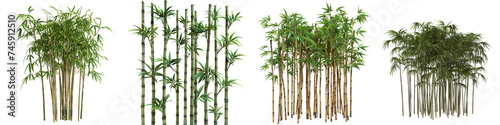 Various species of green bamboo plants with full foliage, presented isolated on a black backdrop. photo