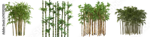 Obraz  z motywem Various species of green bamboo plants with full foliage, presented isolated on a black backdrop.