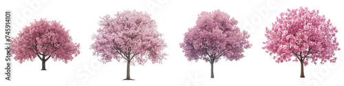 Four distinct cherry trees in full pink bloom, isolated on a transparent background.