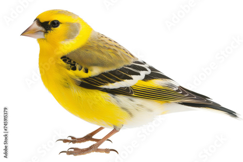 Goldfinch isolated on transparent background