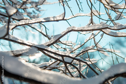 snow covered branches