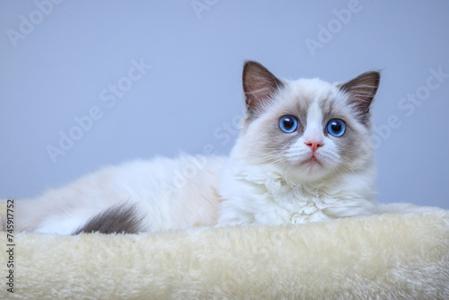 A blue-eyed Ragdoll kitten sitting on a bed