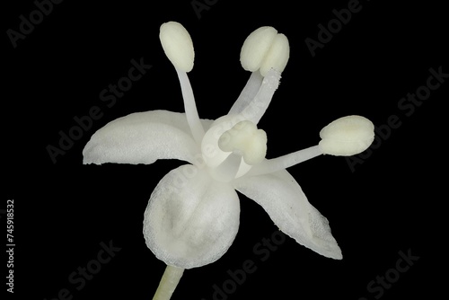 May Lily (Maianthemum bifolium). Flower Closeup photo