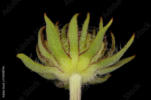 Firewheel (Gaillardia pulchella). Immature Capitulum Closeup photo