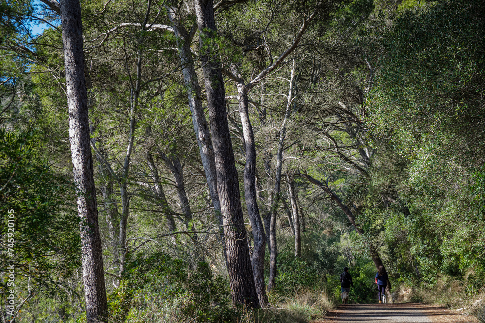 walking through Aleppo pines, forest on Puig de Randa hillside, Llucmajor, Mallorca, Balearic Islands, Spain walking through Aleppo pines, forest on Puig de Randa hillside, Llucmajor, Mallorca, Balearic Islands, Spain