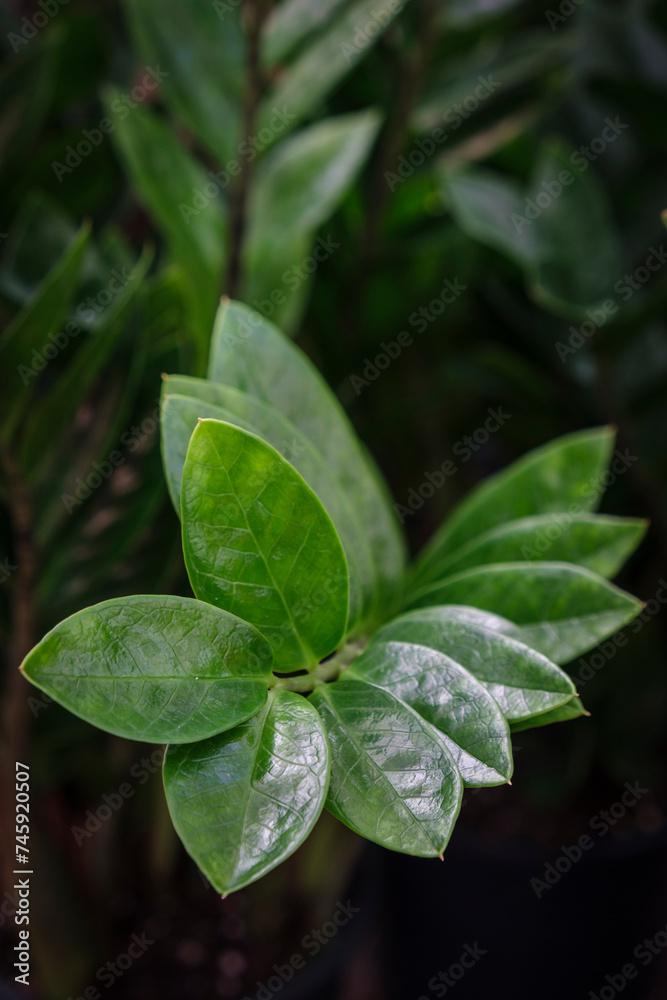 leaf stem, Zamioculcas zamiifolia, Mallorca, Balearic Islands, Spain leaf stem, Zamioculcas zamiifolia, Mallorca, Balearic Islands, Spain