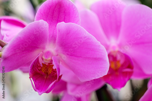 purple orchid  Phalaenopsis  Mallorca  Balearic Islands  Spain