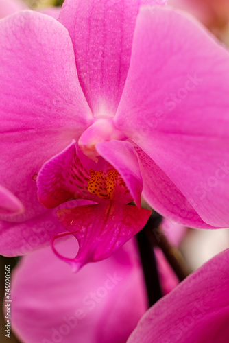 purple orchid  Phalaenopsis  Mallorca  Balearic Islands  Spain