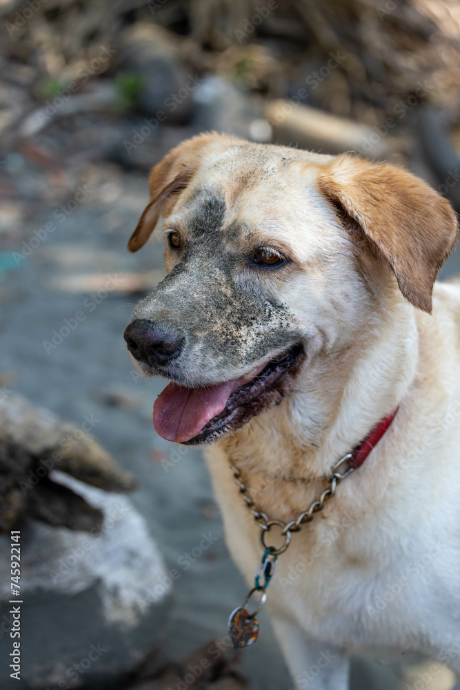 labrador dog with sand stained face